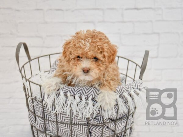 Poodle DOG Female RED WHITE 33715 Petland Novi, Michigan