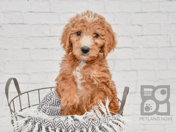 Standard Goldendoodle-DOG-Female-Red-33716-Petland Novi, Michigan