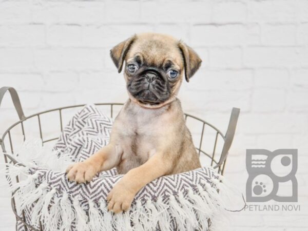 Pug DOG Male Fawn 33718 Petland Novi, Michigan