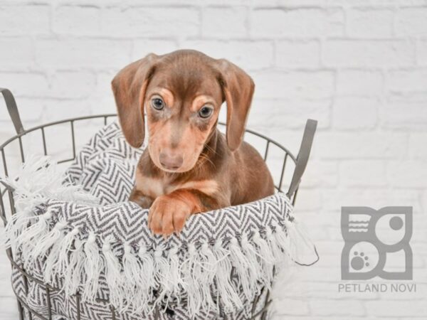 Dachshund DOG Male Chocolate & Tan 33719 Petland Novi, Michigan