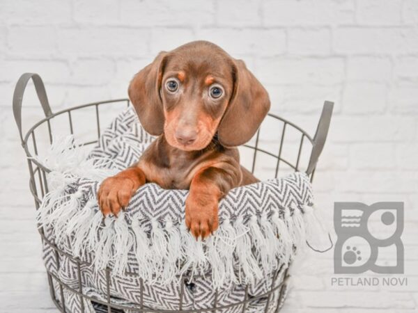 Dachshund-DOG-Female-Chocolate & Tan-33720-Petland Novi, Michigan