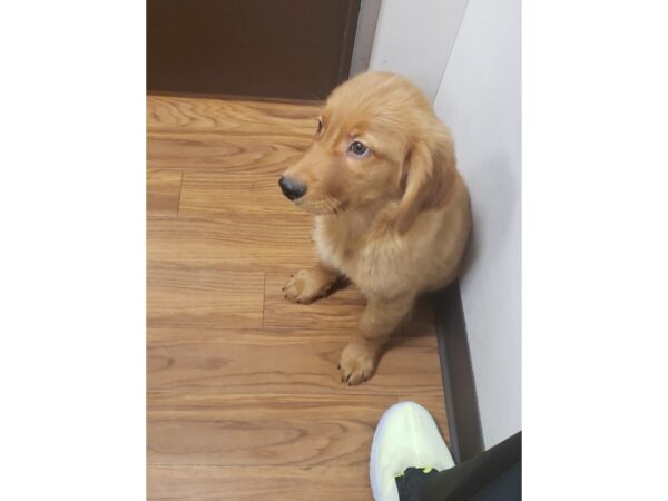 Golden Retriever DOG Male Golden 33652 Petland Novi, Michigan