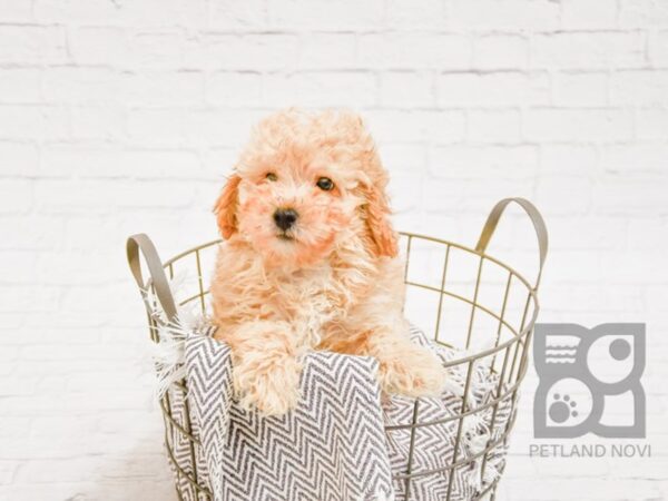 Poodle DOG Male Red & Apricot 33721 Petland Novi, Michigan