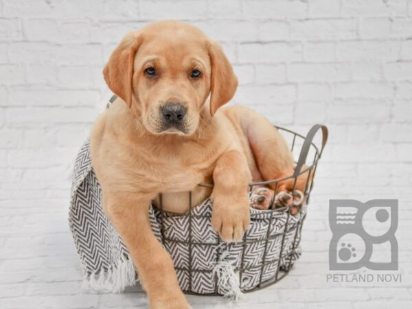 Labrador Retriever-DOG-Male-Yellow-33722-Petland Novi, Michigan