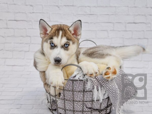 Siberian Husky DOG Male Blk,Gray & White 33723 Petland Novi, Michigan