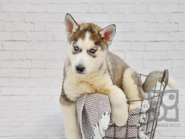 Siberian Husky DOG Male Blk,Gray & White 33724 Petland Novi, Michigan