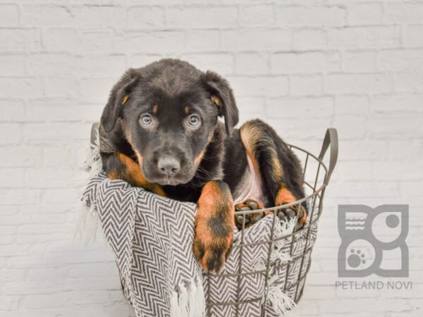 German/Rottie DOG Male Black & Rust 33725 Petland Novi, Michigan