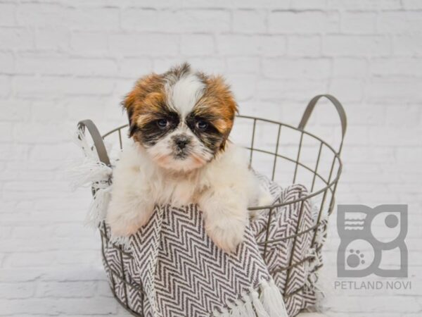 Teddy DOG Female Brown - Wht 33726 Petland Novi, Michigan