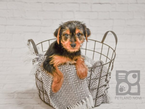 Yorkshire Terrier-DOG-Male-Black Tan-33727-Petland Novi, Michigan