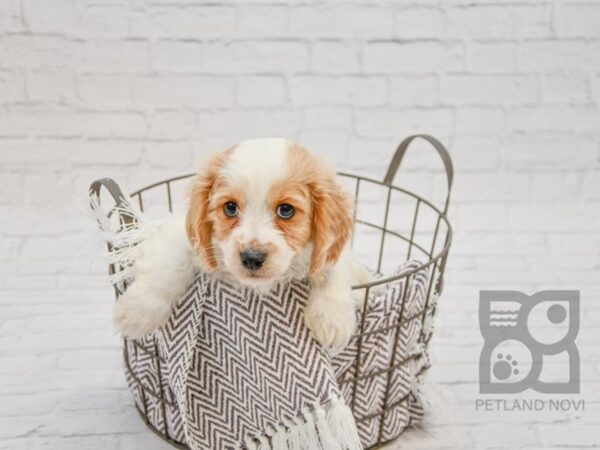 Cavachon DOG Male BLENHEIM 33728 Petland Novi, Michigan