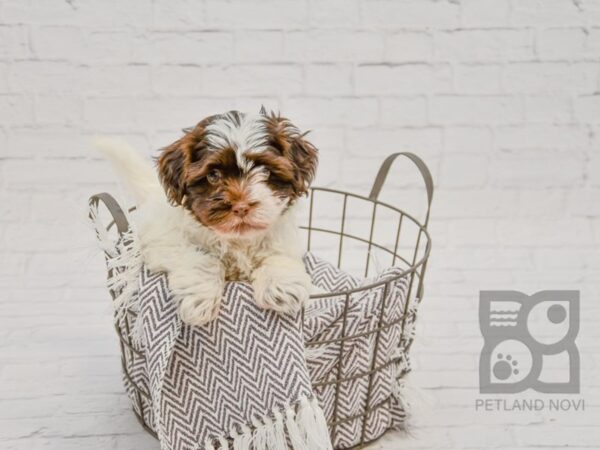 Havanese DOG Female Choc Wh 33729 Petland Novi, Michigan