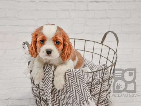 Cavalier King Charles Spaniel DOG Female Blenheim 33730 Petland Novi, Michigan