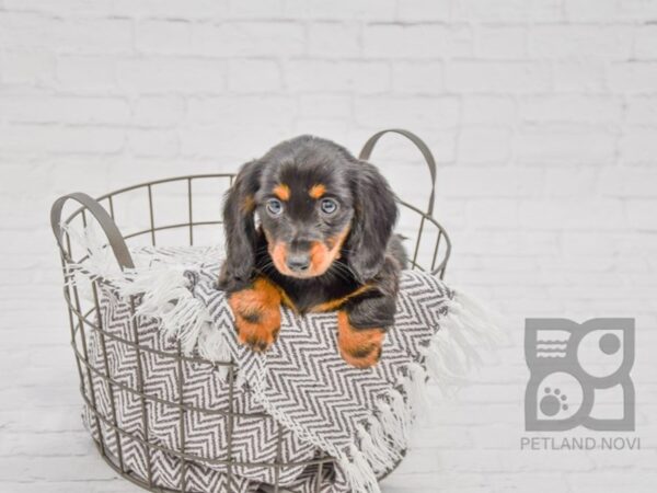 Dachshund DOG Female blk tan 33731 Petland Novi, Michigan