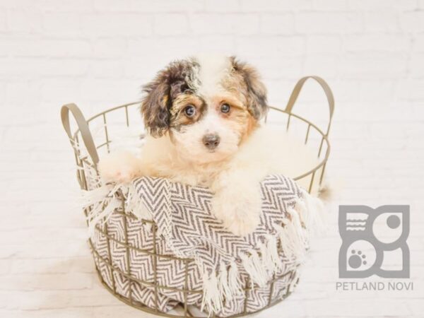 Bichon Poo-DOG-Female-BLUE MERLE WHITE-33732-Petland Novi, Michigan