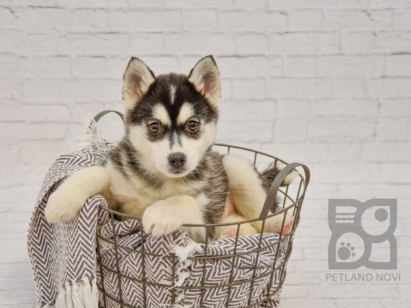 Pomsky DOG Female Black & White 33733 Petland Novi, Michigan