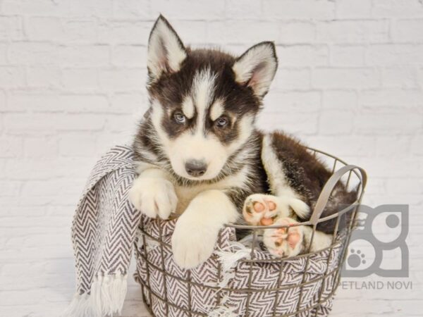 Siberian Husky DOG Male Black & White 33734 Petland Novi, Michigan