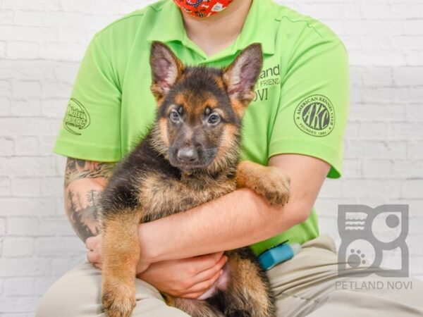 German Shepherd DOG Male Black & Tan 33736 Petland Novi, Michigan