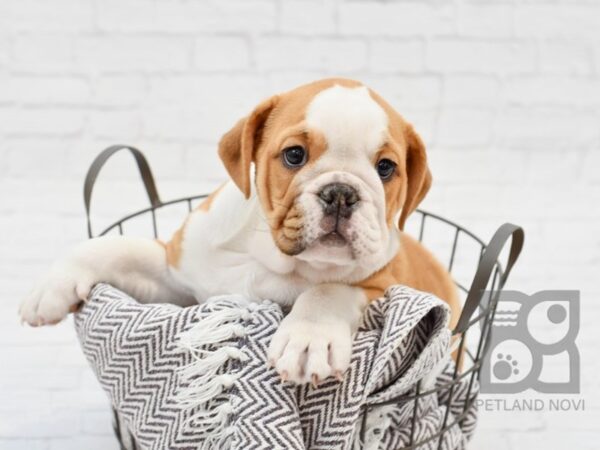 English Bulldog DOG Female Fawn & White 33681 Petland Novi, Michigan