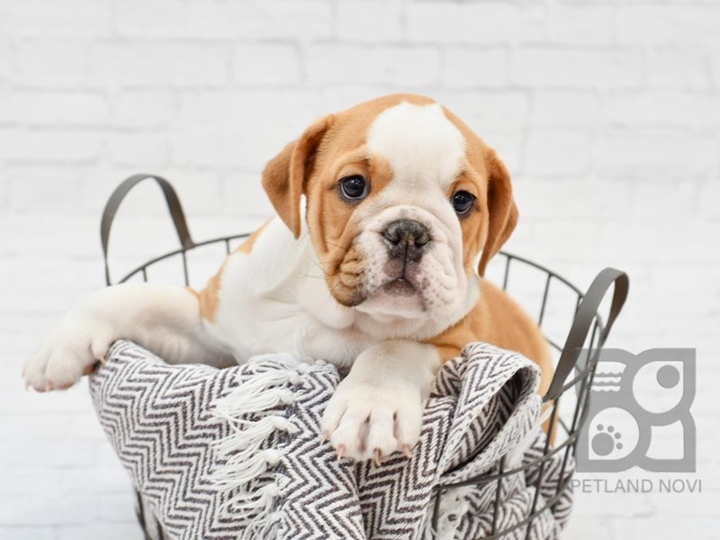 English Bulldog Puppy Fawn & White ID:33681 Located at Petland