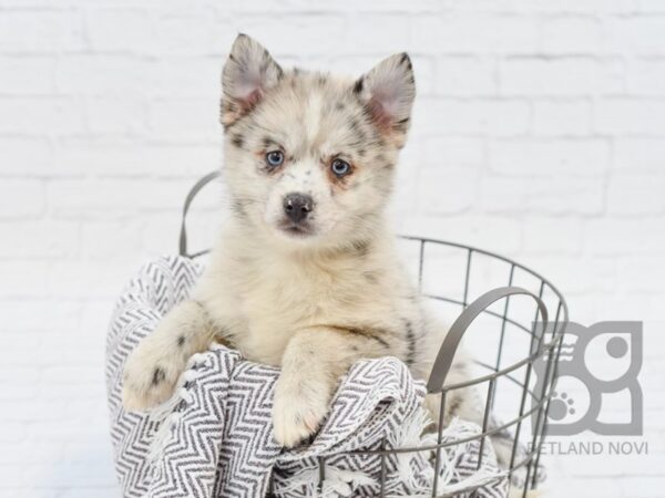 Pomsky 2nd Gen DOG Female Blue Merle 33740 Petland Novi, Michigan