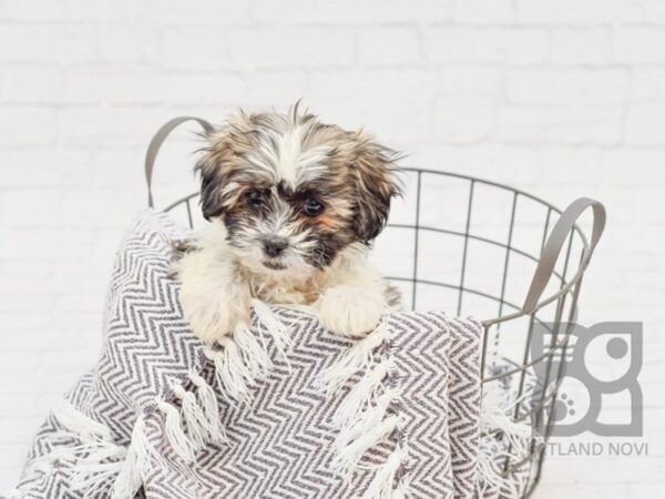 Teddy Bear-DOG-Female-BROWN WH-33742-Petland Novi, Michigan