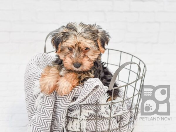 Morkie DOG Male BLK TAN 33743 Petland Novi, Michigan