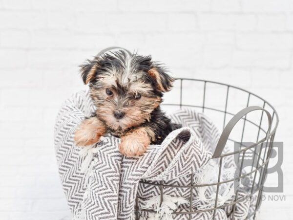 Morkie DOG Female BLK TAN 33744 Petland Novi, Michigan