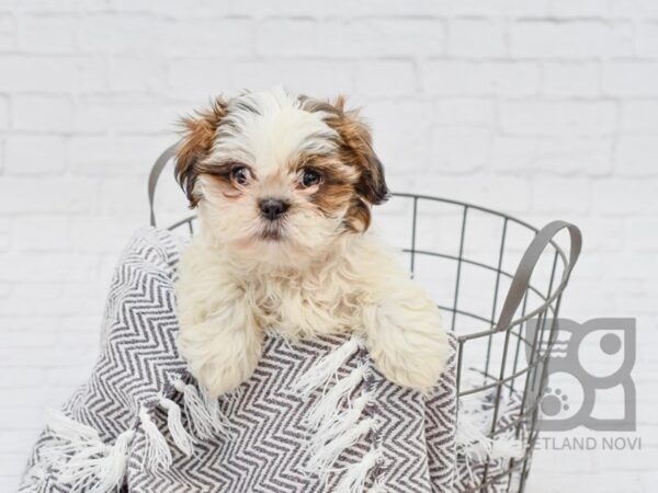 Shih Tzu-DOG-Female-BROWN WHITE-33745-Petland Novi, Michigan