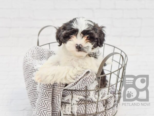 Shih Poo DOG Female BLK WH 33746 Petland Novi, Michigan