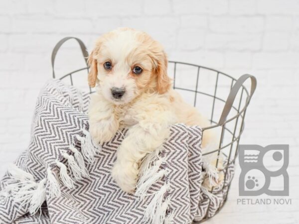 Cavachon DOG Male BLENHEIM 33747 Petland Novi, Michigan