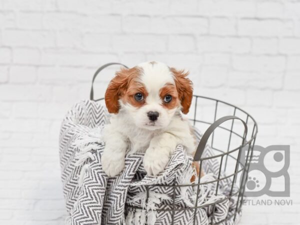 Cavalier King Charles Spaniel DOG Male BLENHEIM 33748 Petland Novi, Michigan