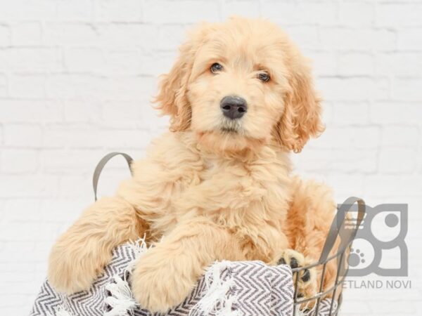 Standard Goldendoodle DOG Male creme 33749 Petland Novi, Michigan