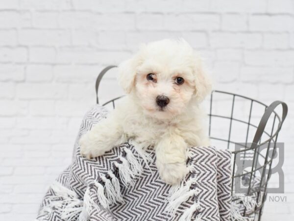 Bichon Frise DOG Male White 33750 Petland Novi, Michigan