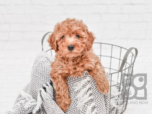 F2 MINI GOLDENDOODLE DOG Female Red 33751 Petland Novi, Michigan