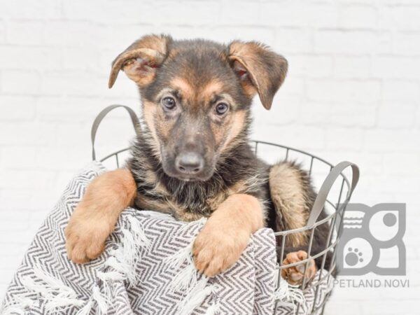 German Shepherd-DOG-Male-Black & Tan-33752-Petland Novi, Michigan