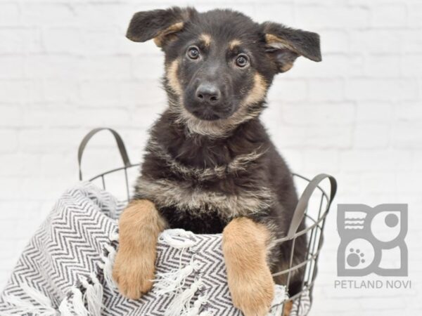 German Shepherd DOG Female Black & Tan 33753 Petland Novi, Michigan