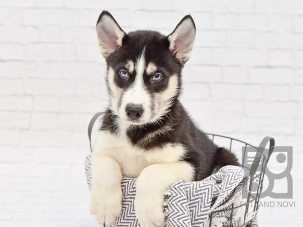 Siberian Husky-DOG-Male-Black & White-33754-Petland Novi, Michigan