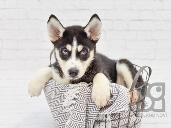 Siberian Husky-DOG-Female-Black & White-33755-Petland Novi, Michigan