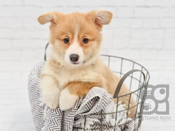 Pembroke Welsh Corgi-DOG-Female-Red & White-33756-Petland Novi, Michigan