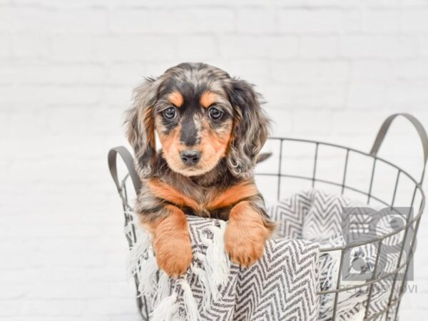 Dachshund-DOG-Male-Black & Cream Dapple-33738-Petland Novi, Michigan