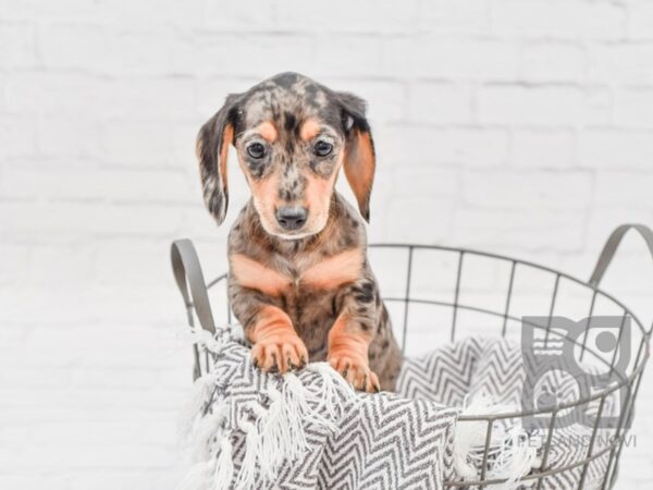 Dachshund-DOG-Female-Black & Cream Dapple-33739-Petland Novi, Michigan