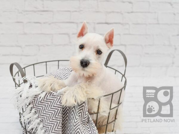 Miniature Schnauzer DOG Male White 33757 Petland Novi, Michigan