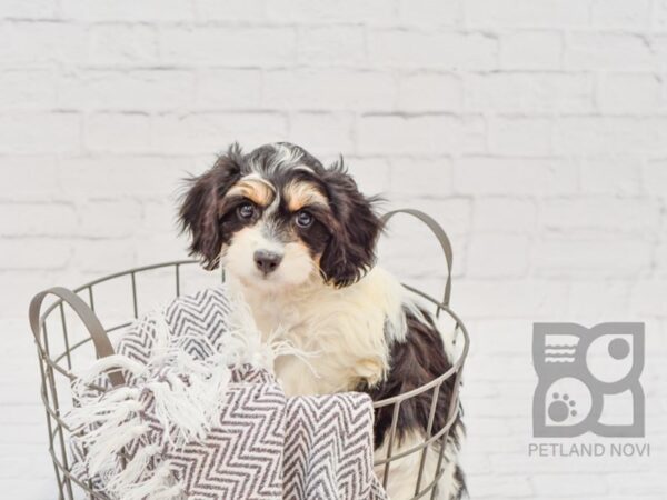 Cavachon-DOG-Female-White / Black-33758-Petland Novi, Michigan