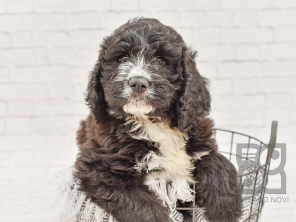 Saint Bernadoodle DOG Male Black / White 33759 Petland Novi, Michigan