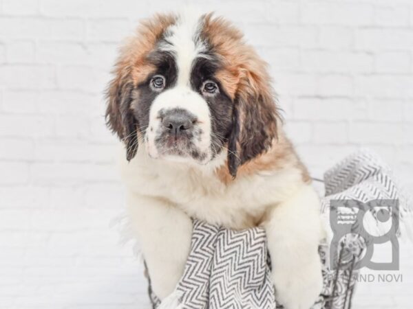 Saint Bernard DOG Female Mahogany / White 33760 Petland Novi, Michigan