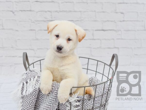 Shiba Inu-DOG-Male-Cream-33761-Petland Novi, Michigan