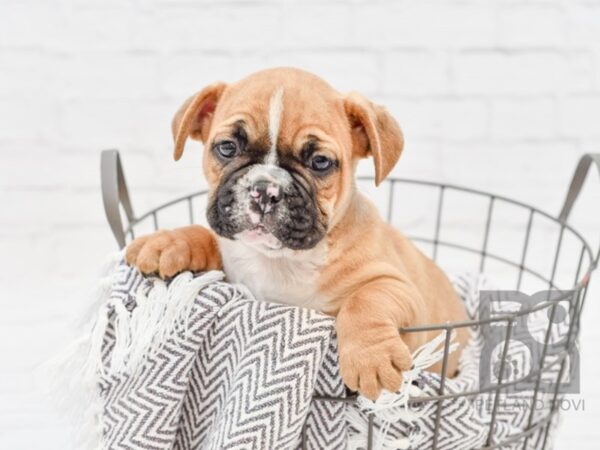 Free Lance Bulldog DOG Male Red & White 33763 Petland Novi, Michigan