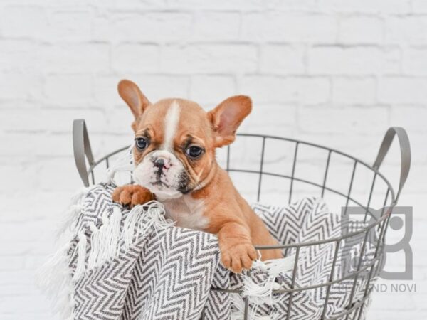 Free Lance Bulldog-DOG-Female-Red & White-33764-Petland Novi, Michigan