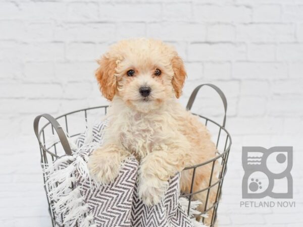 Bichon Poo DOG Male RED 33765 Petland Novi, Michigan