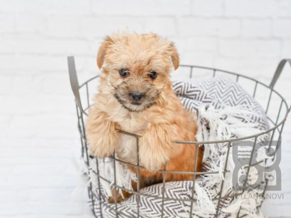 Morkie DOG Female BIEGE 33766 Petland Novi, Michigan